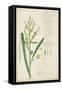 Descubes Botanical Grass IV-A. Descubes-Framed Stretched Canvas