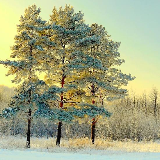 Photographic Print, , large