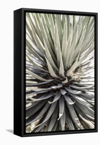 Desert Apple-Shot by Clint-Framed Stretched Canvas