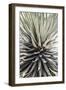 Desert Apple-Shot by Clint-Framed Giclee Print