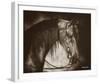 Desert Arabian-Barry Hart-Framed Art Print