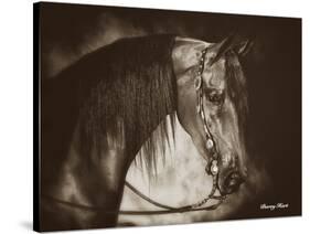 Desert Arabian-Barry Hart-Stretched Canvas