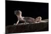 Desert Banded Gecko (Coleonyx Variegatus Variegatus) Controlled Conditions-Daniel Heuclin-Mounted Photographic Print