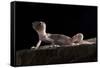 Desert Banded Gecko (Coleonyx Variegatus Variegatus) Controlled Conditions-Daniel Heuclin-Framed Stretched Canvas