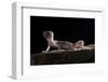 Desert Banded Gecko (Coleonyx Variegatus Variegatus) Controlled Conditions-Daniel Heuclin-Framed Photographic Print