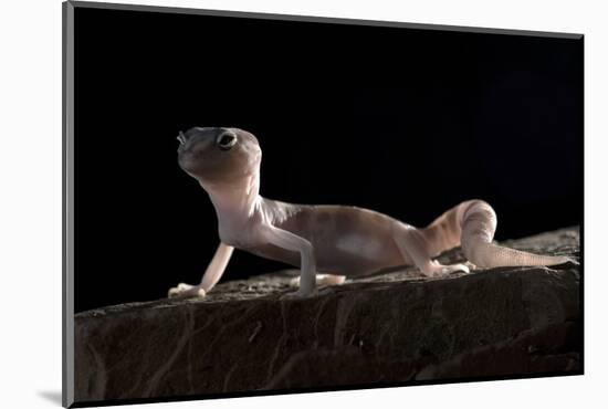 Desert Banded Gecko (Coleonyx Variegatus Variegatus) Controlled Conditions-Daniel Heuclin-Mounted Photographic Print