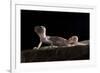 Desert Banded Gecko (Coleonyx Variegatus Variegatus) Controlled Conditions-Daniel Heuclin-Framed Photographic Print