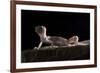 Desert Banded Gecko (Coleonyx Variegatus Variegatus) Controlled Conditions-Daniel Heuclin-Framed Photographic Print