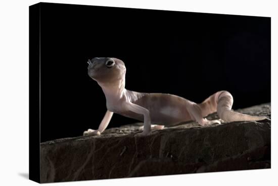 Desert Banded Gecko (Coleonyx Variegatus Variegatus) Controlled Conditions-Daniel Heuclin-Stretched Canvas