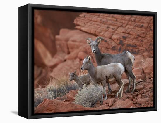 Desert Bighorn Sheep (Ovis Canadensis Nelsoni) Ewe and Two Lambs, Valley of Fire State Park, Nevada-James Hager-Framed Stretched Canvas