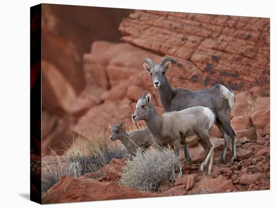 Desert Bighorn Sheep (Ovis Canadensis Nelsoni) Ewe and Two Lambs, Valley of Fire State Park, Nevada-James Hager-Stretched Canvas