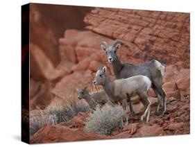 Desert Bighorn Sheep (Ovis Canadensis Nelsoni) Ewe and Two Lambs, Valley of Fire State Park, Nevada-James Hager-Stretched Canvas