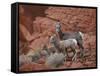 Desert Bighorn Sheep (Ovis Canadensis Nelsoni) Ewe and Two Lambs, Valley of Fire State Park, Nevada-James Hager-Framed Stretched Canvas