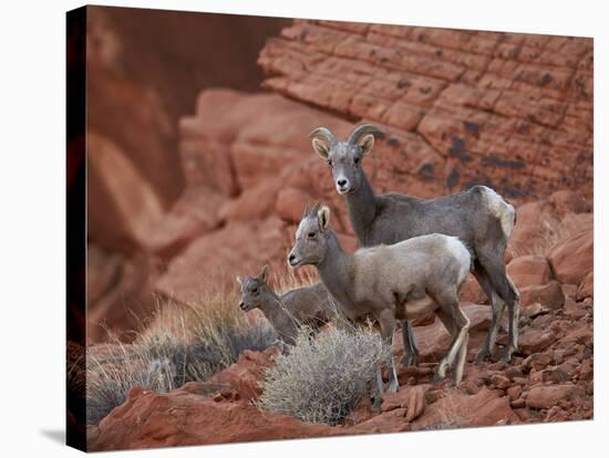 Desert Bighorn Sheep (Ovis Canadensis Nelsoni) Ewe and Two Lambs, Valley of Fire State Park, Nevada-James Hager-Stretched Canvas