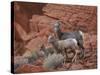 Desert Bighorn Sheep (Ovis Canadensis Nelsoni) Ewe and Two Lambs, Valley of Fire State Park, Nevada-James Hager-Stretched Canvas