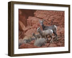 Desert Bighorn Sheep (Ovis Canadensis Nelsoni) Ewe and Two Lambs, Valley of Fire State Park, Nevada-James Hager-Framed Photographic Print