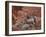 Desert Bighorn Sheep (Ovis Canadensis Nelsoni) Ewe and Two Lambs, Valley of Fire State Park, Nevada-James Hager-Framed Photographic Print