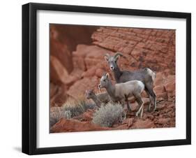 Desert Bighorn Sheep (Ovis Canadensis Nelsoni) Ewe and Two Lambs, Valley of Fire State Park, Nevada-James Hager-Framed Photographic Print