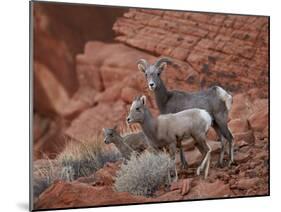 Desert Bighorn Sheep (Ovis Canadensis Nelsoni) Ewe and Two Lambs, Valley of Fire State Park, Nevada-James Hager-Mounted Photographic Print