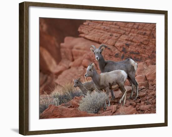 Desert Bighorn Sheep (Ovis Canadensis Nelsoni) Ewe and Two Lambs, Valley of Fire State Park, Nevada-James Hager-Framed Photographic Print