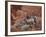 Desert Bighorn Sheep (Ovis Canadensis Nelsoni) Ewe and Two Lambs, Valley of Fire State Park, Nevada-James Hager-Framed Photographic Print
