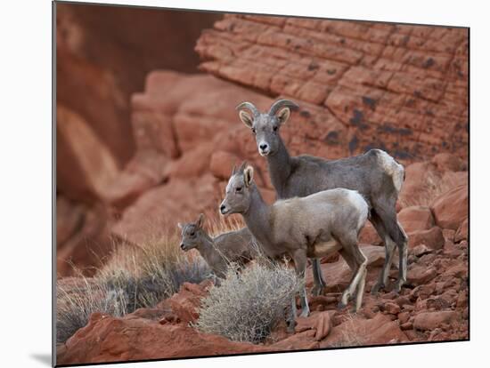 Desert Bighorn Sheep (Ovis Canadensis Nelsoni) Ewe and Two Lambs, Valley of Fire State Park, Nevada-James Hager-Mounted Photographic Print