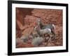 Desert Bighorn Sheep (Ovis Canadensis Nelsoni) Ewe and Two Lambs, Valley of Fire State Park, Nevada-James Hager-Framed Photographic Print