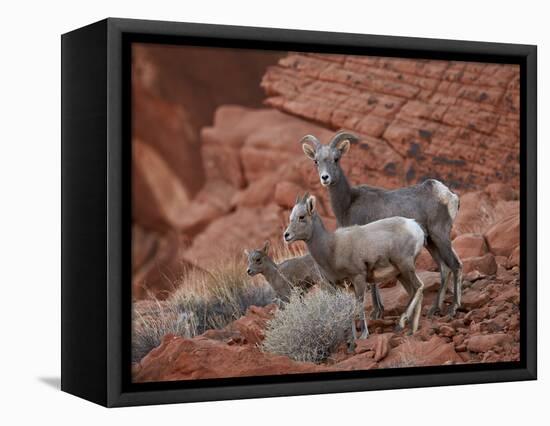 Desert Bighorn Sheep (Ovis Canadensis Nelsoni) Ewe and Two Lambs, Valley of Fire State Park, Nevada-James Hager-Framed Stretched Canvas