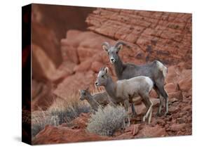 Desert Bighorn Sheep (Ovis Canadensis Nelsoni) Ewe and Two Lambs, Valley of Fire State Park, Nevada-James Hager-Stretched Canvas