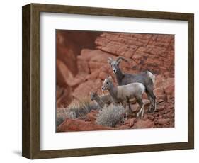 Desert Bighorn Sheep (Ovis Canadensis Nelsoni) Ewe and Two Lambs, Valley of Fire State Park, Nevada-James Hager-Framed Photographic Print