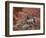 Desert Bighorn Sheep (Ovis Canadensis Nelsoni) Ewe and Two Lambs, Valley of Fire State Park, Nevada-James Hager-Framed Photographic Print