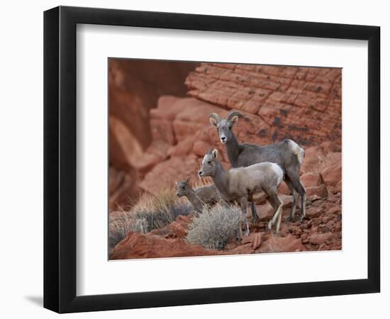 Desert Bighorn Sheep (Ovis Canadensis Nelsoni) Ewe and Two Lambs, Valley of Fire State Park, Nevada-James Hager-Framed Photographic Print