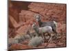 Desert Bighorn Sheep (Ovis Canadensis Nelsoni) Ewe and Two Lambs, Valley of Fire State Park, Nevada-James Hager-Mounted Photographic Print