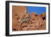 Desert Bighorn Sheep (Ovis Canadensis Nelsoni) Ram, Valley of Fire State Park, Nevada, Usa-James Hager-Framed Photographic Print