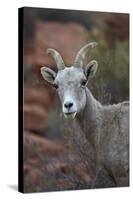 Desert Bighorn Sheep (Ovis Canadensis Nelsoni) Ram, Valley of Fire State Park, Nevada, Usa-James Hager-Stretched Canvas