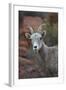 Desert Bighorn Sheep (Ovis Canadensis Nelsoni) Ram, Valley of Fire State Park, Nevada, Usa-James Hager-Framed Photographic Print