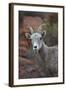 Desert Bighorn Sheep (Ovis Canadensis Nelsoni) Ram, Valley of Fire State Park, Nevada, Usa-James Hager-Framed Photographic Print