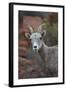 Desert Bighorn Sheep (Ovis Canadensis Nelsoni) Ram, Valley of Fire State Park, Nevada, Usa-James Hager-Framed Photographic Print