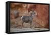 Desert Bighorn Sheep (Ovis Canadensis Nelsoni) Ram, Valley of Fire State Park, Nevada, Usa-James Hager-Framed Stretched Canvas