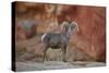 Desert Bighorn Sheep (Ovis Canadensis Nelsoni) Ram, Valley of Fire State Park, Nevada, Usa-James Hager-Stretched Canvas