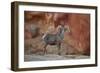 Desert Bighorn Sheep (Ovis Canadensis Nelsoni) Ram, Valley of Fire State Park, Nevada, Usa-James Hager-Framed Photographic Print