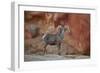 Desert Bighorn Sheep (Ovis Canadensis Nelsoni) Ram, Valley of Fire State Park, Nevada, Usa-James Hager-Framed Photographic Print