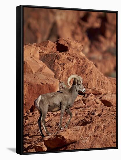 Desert Bighorn Sheep (Ovis Canadensis Nelsoni) Ram, Valley of Fire State Park, Nevada, Usa-James Hager-Framed Stretched Canvas