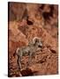 Desert Bighorn Sheep (Ovis Canadensis Nelsoni) Ram, Valley of Fire State Park, Nevada, Usa-James Hager-Stretched Canvas