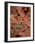 Desert Bighorn Sheep (Ovis Canadensis Nelsoni) Ram, Valley of Fire State Park, Nevada, Usa-James Hager-Framed Photographic Print