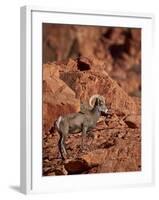 Desert Bighorn Sheep (Ovis Canadensis Nelsoni) Ram, Valley of Fire State Park, Nevada, Usa-James Hager-Framed Photographic Print