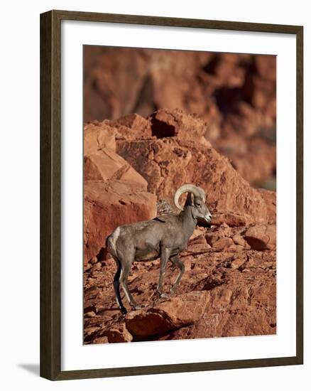 Desert Bighorn Sheep (Ovis Canadensis Nelsoni) Ram, Valley of Fire State Park, Nevada, Usa-James Hager-Framed Photographic Print