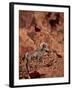 Desert Bighorn Sheep (Ovis Canadensis Nelsoni) Ram, Valley of Fire State Park, Nevada, Usa-James Hager-Framed Photographic Print