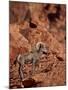 Desert Bighorn Sheep (Ovis Canadensis Nelsoni) Ram, Valley of Fire State Park, Nevada, Usa-James Hager-Mounted Photographic Print