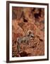 Desert Bighorn Sheep (Ovis Canadensis Nelsoni) Ram, Valley of Fire State Park, Nevada, Usa-James Hager-Framed Photographic Print